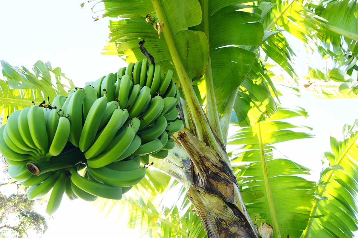 Un gros plan d'un gros régime de bananes vertes encore sur l'arbre. Les grandes feuilles vertes filtrent la lumière du soleil en arrière-plan.