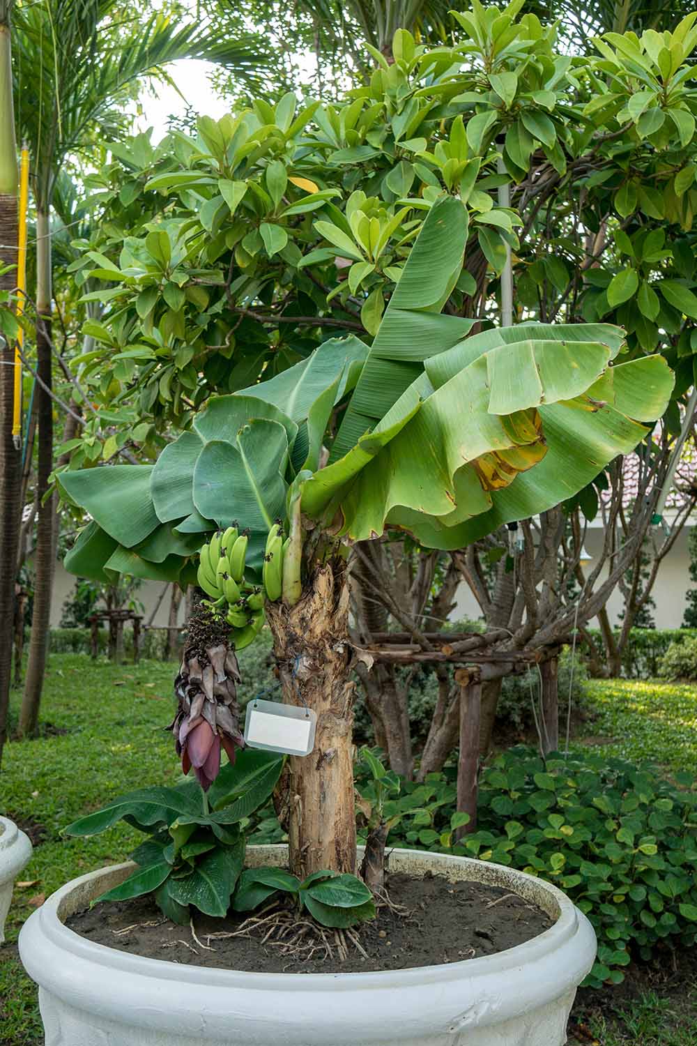 Un gros plan d'un petit bananier poussant dans un grand pot en céramique dans le jardin. Quelques fruits verts sont visibles parmi les feuilles, contrastant avec la tige brun clair. En arrière-plan se trouve une scène de jardin avec des arbres tropicaux et un bâtiment blanc.