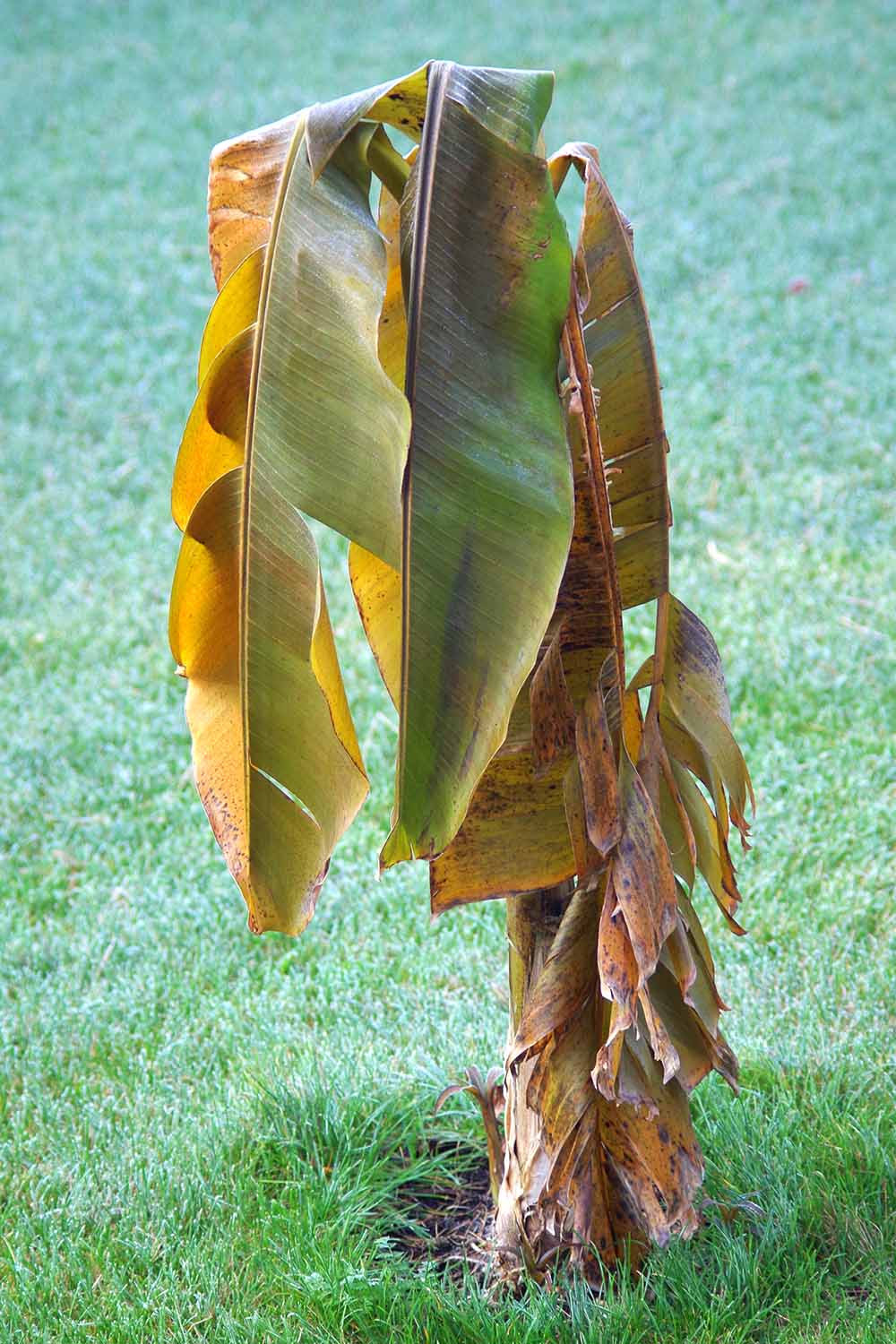 Une photo verticale d'un petit bananier aux feuilles brunes et mourantes poussant dans le jardin entouré d'une pelouse verte.