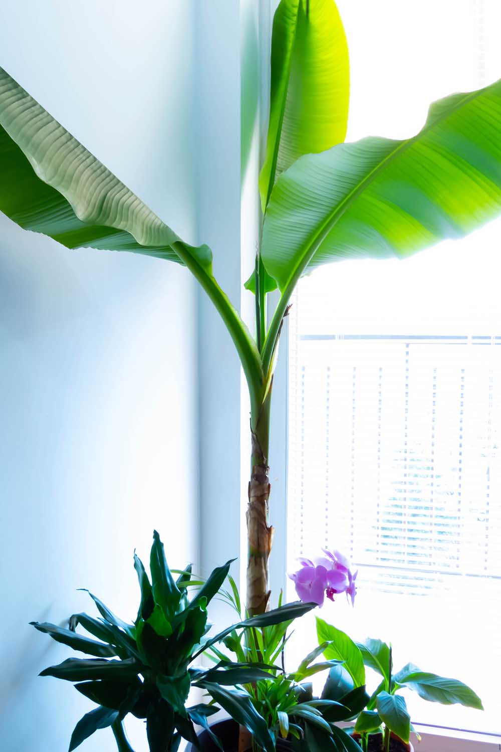 Un gros plan d'un petit bananier poussant dans un pot à l'intérieur sur un rebord de fenêtre. Autour d'elle se trouve une fleur d'orchidée violette. L’arrière-plan est une lumière du soleil filtrée et brillante.