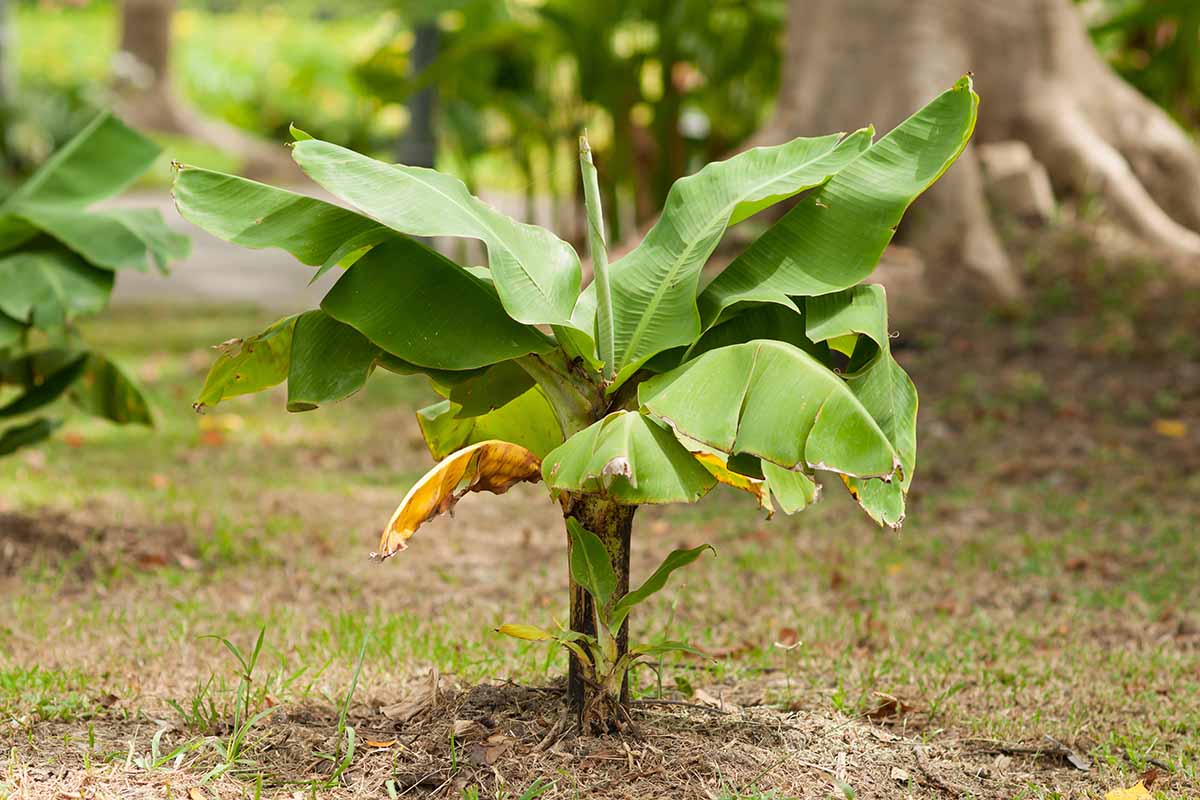 Un petit Musa basjoo poussant dans le jardin entouré d'une pelouse avec des feuilles vert vif et une tige sombre avec un grand arbre au foyer doux en arrière-plan.
