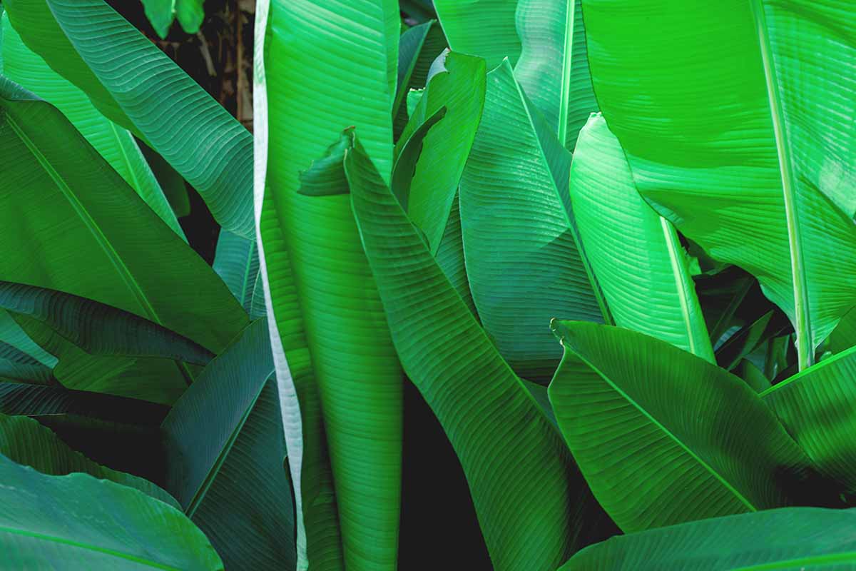 Un gros plan de feuilles de bananier vert vif sous un soleil léger.