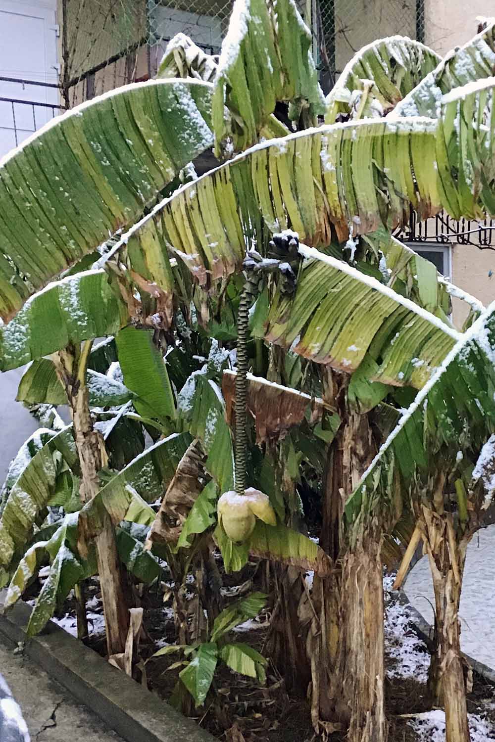 Une photo verticale de bananiers poussant dans un lit de jardin surélevé avec du givre sur les feuilles. Au lieu d’être vert vif, les feuilles sont brunes et endommagées, pendant mollement à la tige.