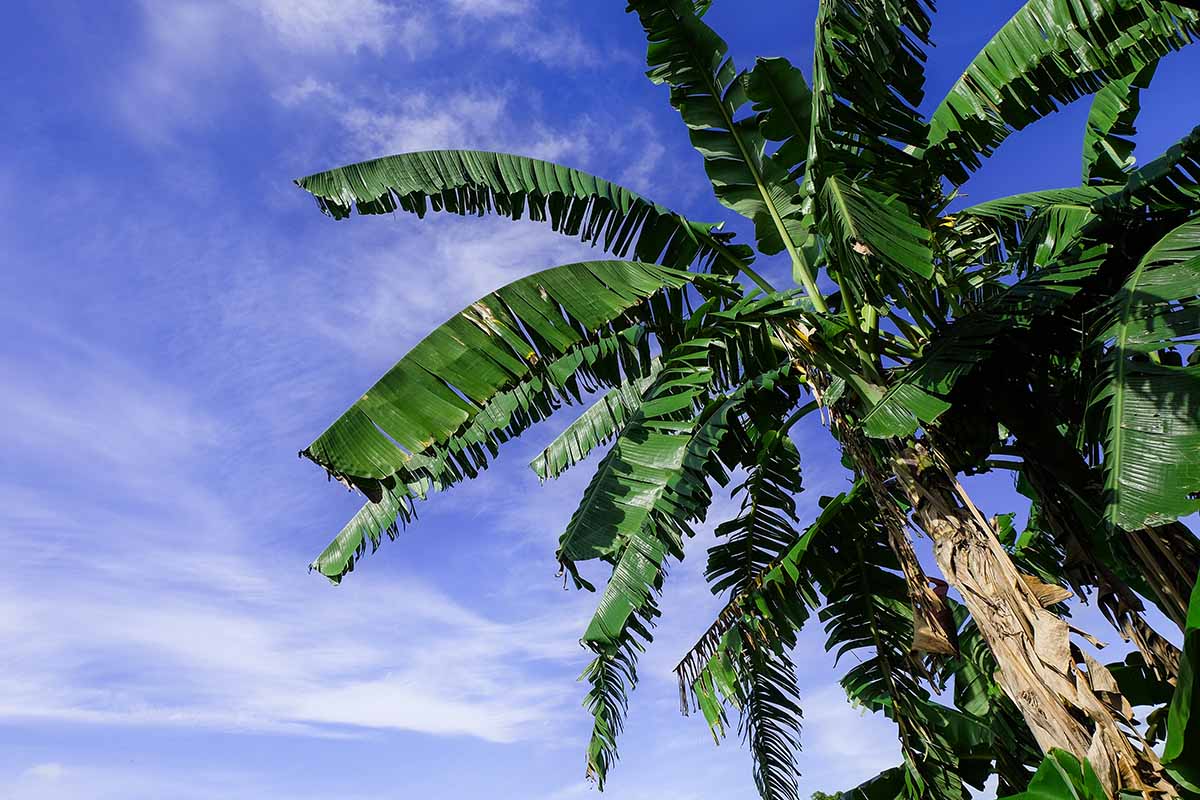 Bananes hautes avec de grandes feuilles vertes sur fond de ciel bleu.