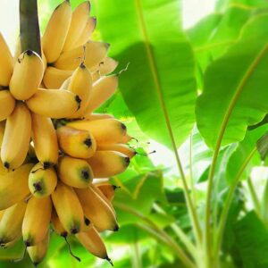 Comment hiverner les plants de bananiers