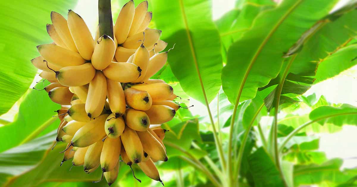 Comment hiverner les plants de bananiers