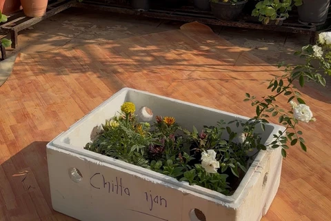 Je ne suis pas vraiment des comptes particuliers pour m'inspirer. Je tombe généralement sur des moulinets de jardinage individuels que je trouve utiles ou intéressants. Si quelque chose attire mon attention, je m’inspire de cette bobine particulière et je l’essaie dans mon propre jardin. J'aime expérimenter et voir ce qui fonctionne dans mes conditions de croissance.