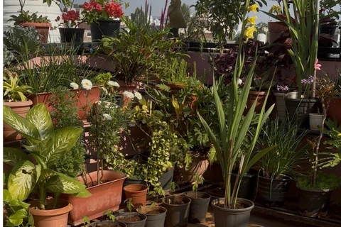 Y a-t-il de nouvelles plantes sur votre liste de souhaits ?