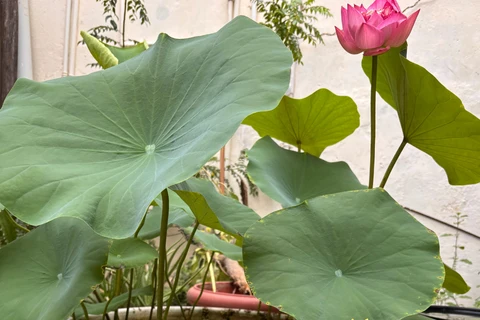 Quelles sont vos plantes préférées à cultiver dans le jardin ?