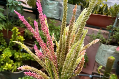 Qu’aimeriez-vous dire à nos nouveaux jardiniers ?