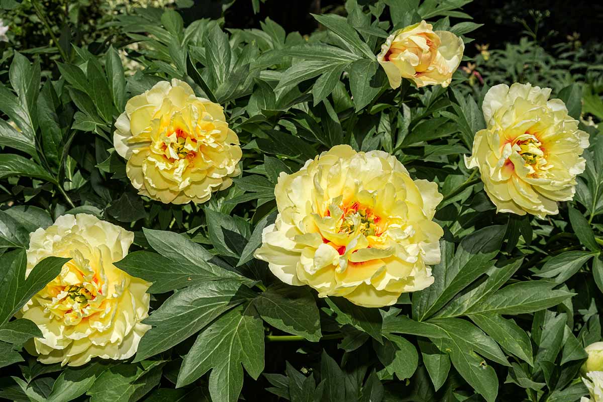 Une image horizontale en gros plan de pivoines hybrides Itoh jaunes poussant dans le jardin, photographiée sous un soleil éclatant.