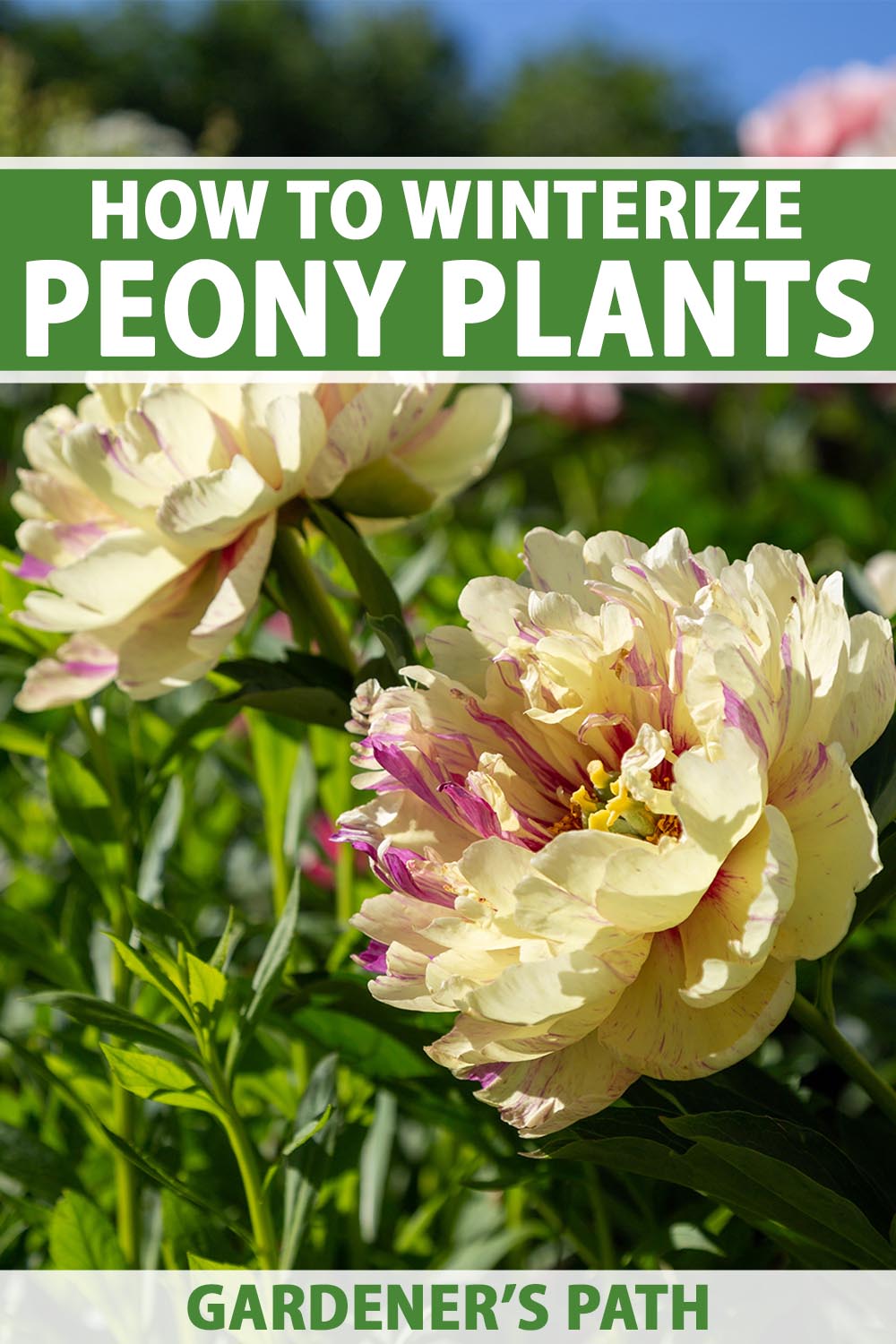 Une image verticale en gros plan de fleurs de pivoines hybrides Itoh jaunes et roses poussant dans le jardin, photographiées sous un soleil éclatant. En haut et en bas du cadre se trouve un texte imprimé en vert et blanc.