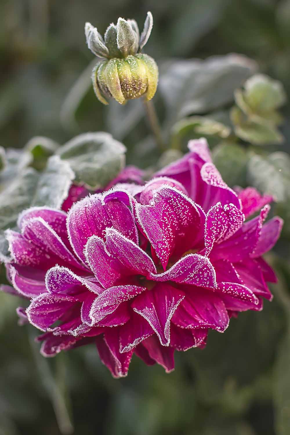 Une image verticale en gros plan d'une fleur rose vif recouverte d'une légère couche de neige, représentée sur un fond flou.