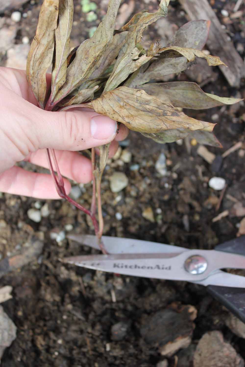 Image verticale en gros plan d'une paire de ciseaux de cuisine coupant la tige d'une plante vivace avant le début de l'hiver.