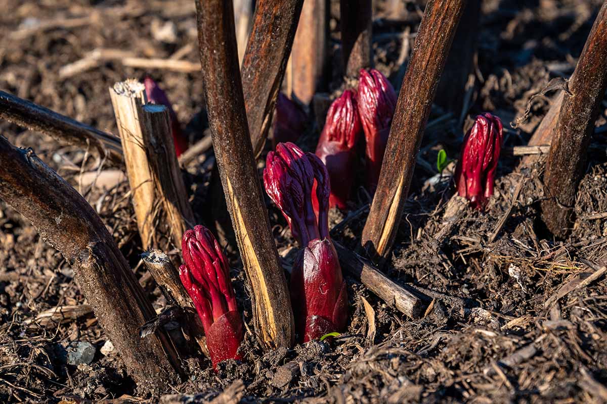 Une image horizontale en gros plan de la nouvelle croissance printanière à tige rouge d'une pivoine poussant dans le jardin, photographiée sous un soleil éclatant.