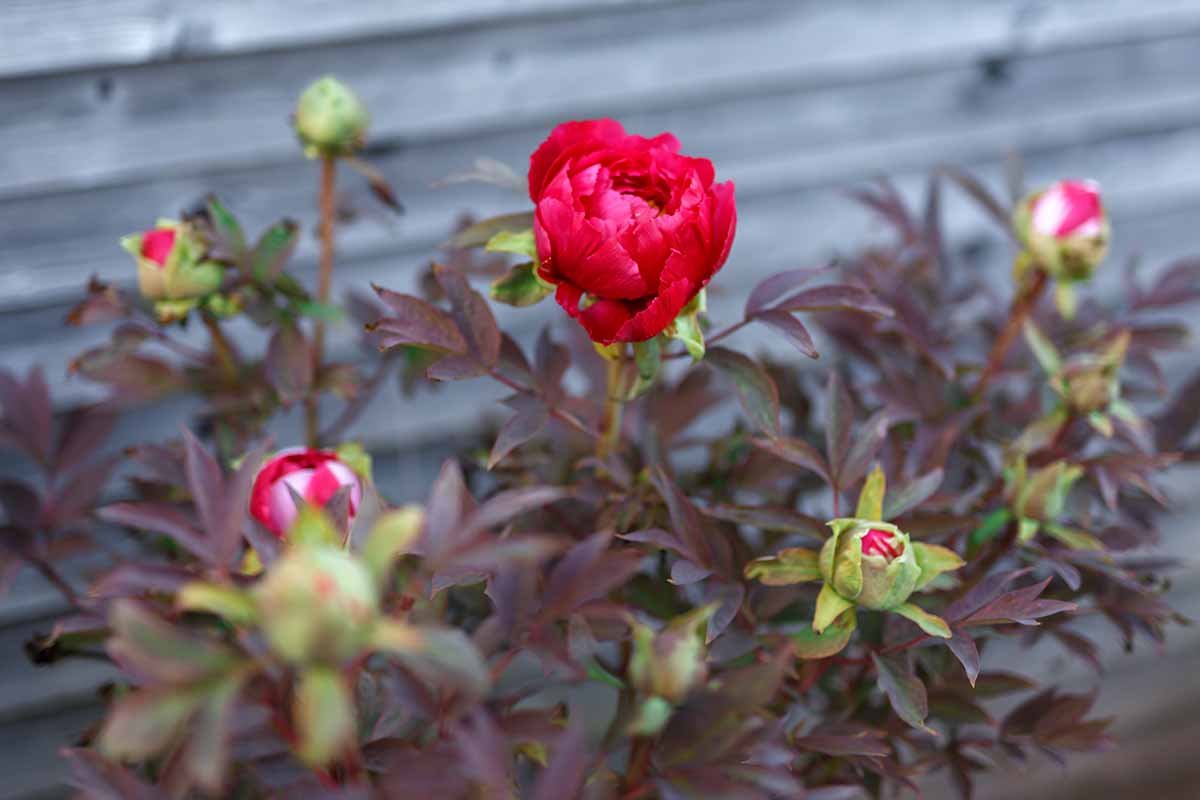 Image horizontale en gros plan d'une fleur rouge au feuillage brun rougeâtre avec une clôture en bois au foyer doux en arrière-plan.