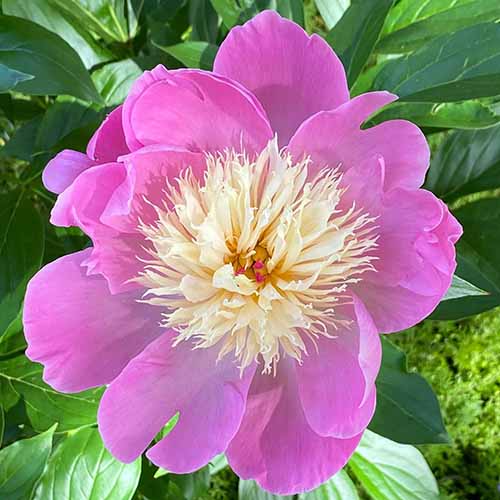 Un gros plan d'une fleur de pivoine rose « Bowl of Beauty » qui pousse dans le jardin.