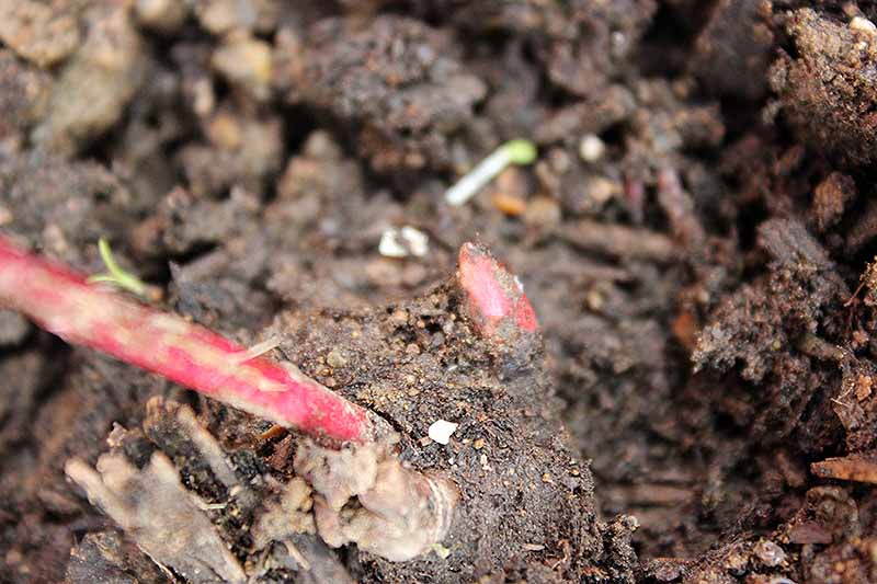 Une image horizontale en gros plan de la racine tubéreuse d'une pivoine montrant les yeux rouges là où commence la croissance.