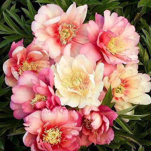 Un gros plan d'un bouquet de fleurs roses « Julia Rose » poussant dans le jardin, photographiées sur un fond doux.
