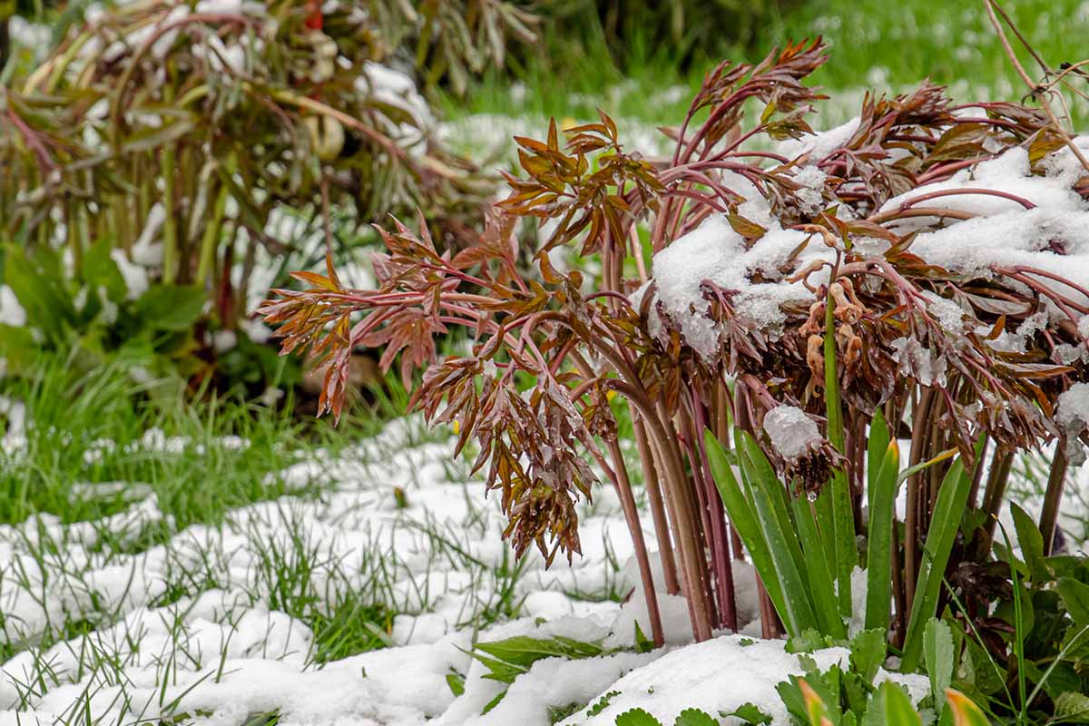 Image horizontale en gros plan d'une pivoine vivace avec des tiges et un feuillage brun rougeâtre, représentée avec une légère couche de neige sur le sol et sur la plante, sur un fond flou.