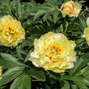 Comment prendre soin des plantes de pivoine en hiver