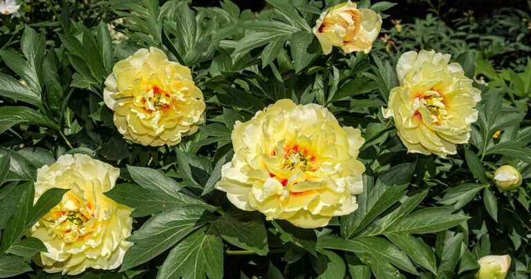 Comment prendre soin des plantes de pivoine en hiver
