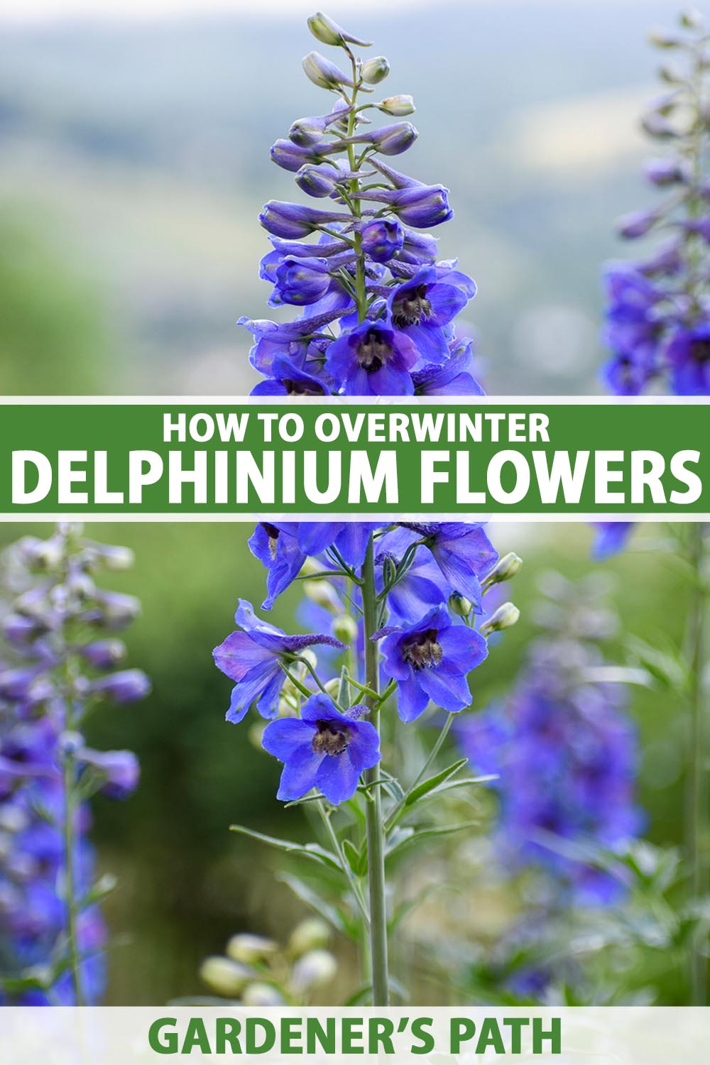 Une image verticale en gros plan de delphiniums bleus poussant dans le jardin, représentée sur un fond flou. Au centre et en bas du cadre se trouve un texte imprimé en vert et blanc.