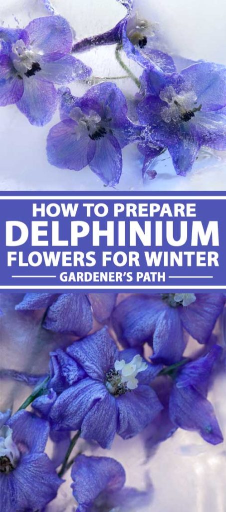 Un collage de photos montrant des fleurs de delphinium bleu congelées.