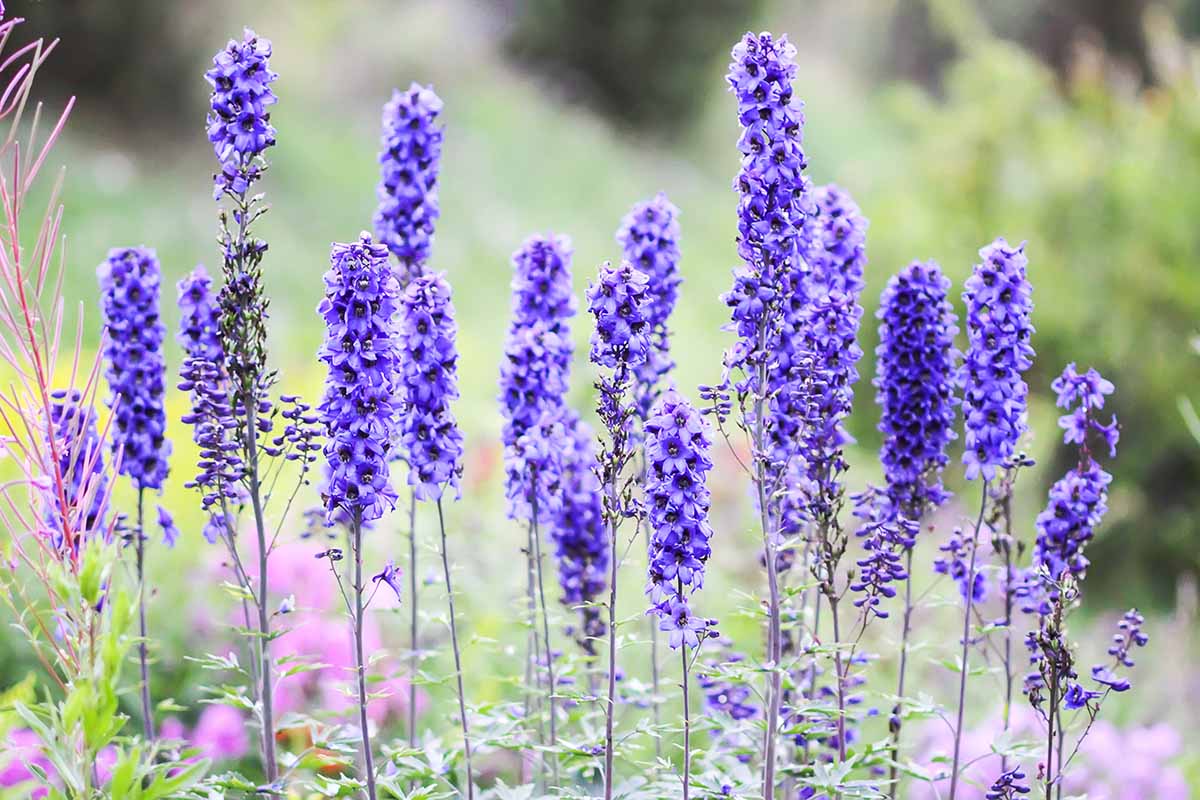 Une image horizontale en gros plan de fleurs de delphinium bleu qui fleurissent dans le jardin de la fin de l'été, photographiées sous un soleil léger sur un fond flou.