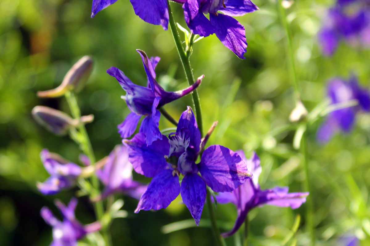 Une image horizontale en gros plan des fleurs violettes de pied d'alouette annuel poussant dans le jardin, photographiées sous un soleil filtré par la lumière sur un fond flou.
