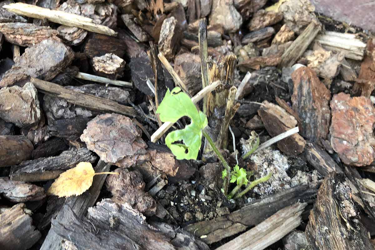 Image horizontale en gros plan d'une plante qui a été coupée pour l'hiver et entourée de paillis, avec de petites pousses latérales qui poussent.