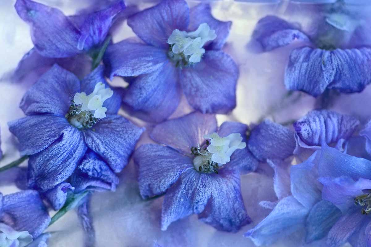 Une image horizontale en gros plan de fleurs de delphinium bleu recouvertes de glace pendant l'hiver, représentée sur un fond flou.