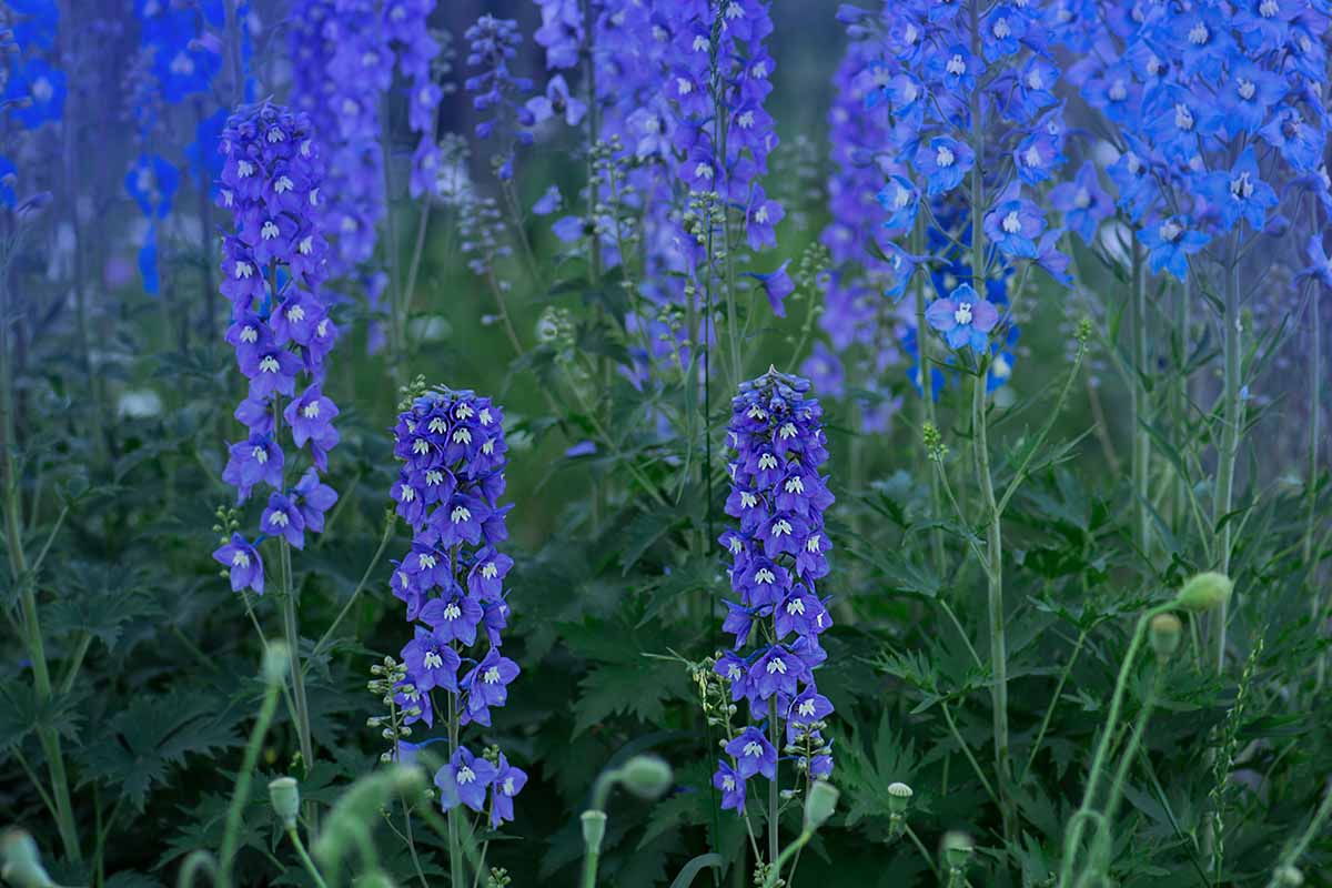 Une image horizontale en gros plan de fleurs de delphinium bleu double qui fleurissent dans le jardin de la fin de l'été.