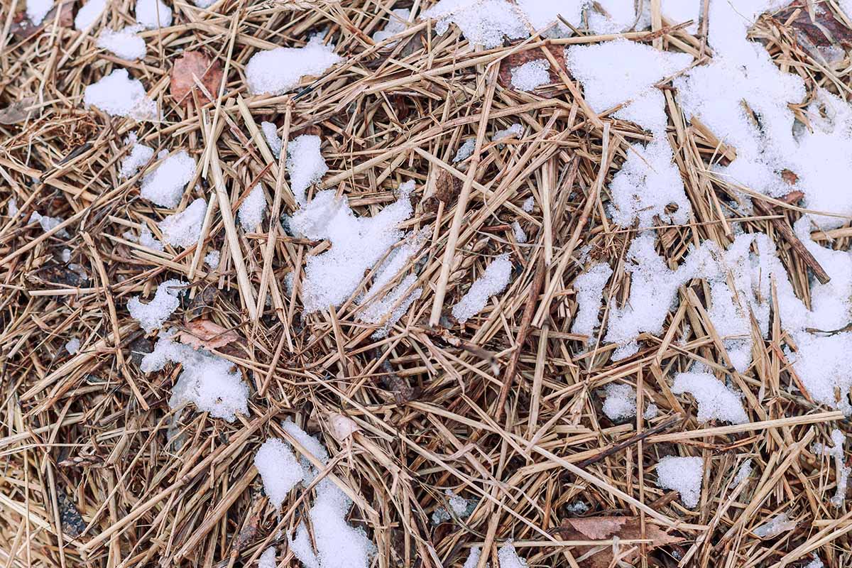 Une image horizontale en gros plan d'un tas de paillis de foin avec une légère couche de neige.