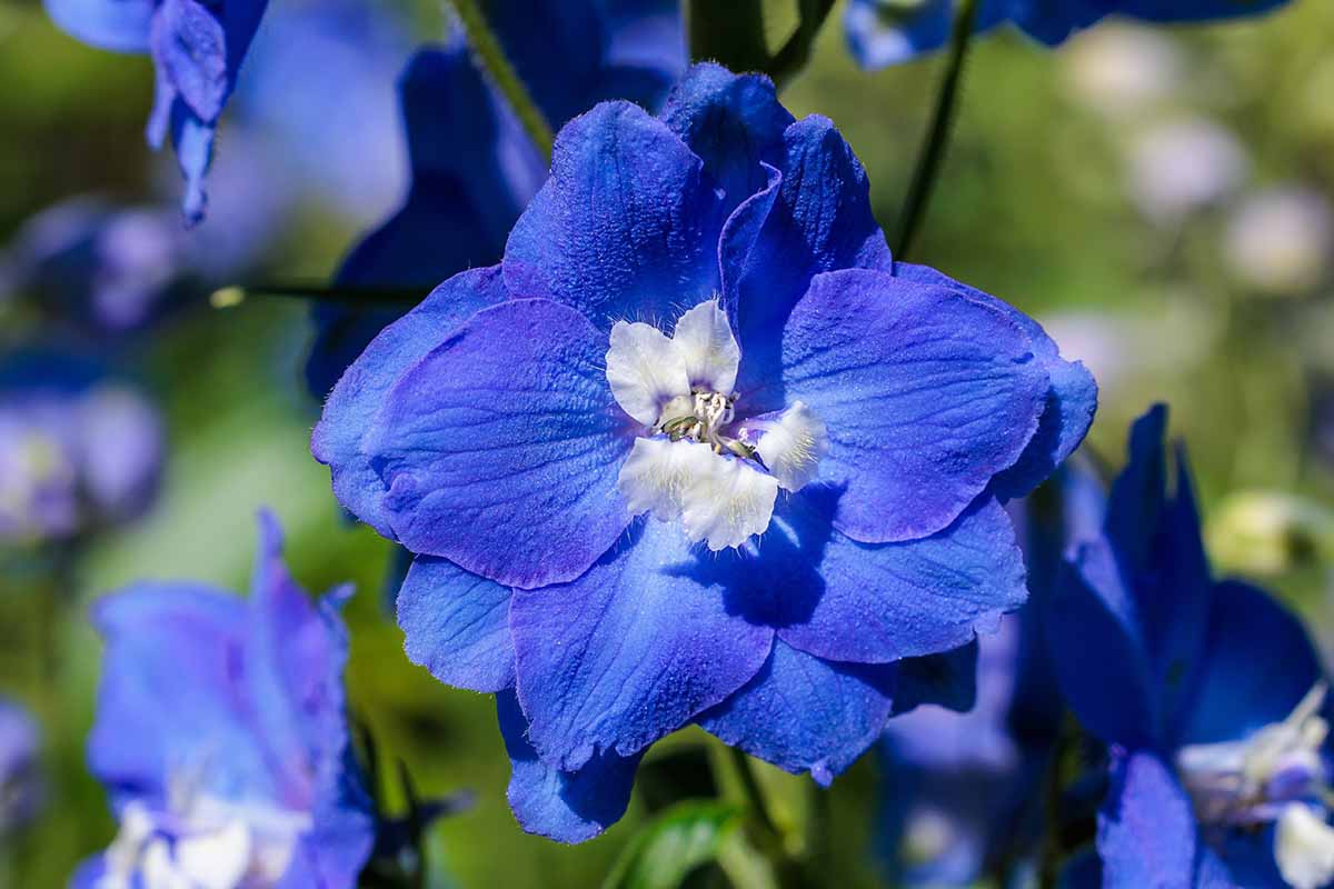 Image horizontale en gros plan d'une fleur de delphinium bleue avec un centre blanc poussant dans le jardin, photographiée sous un soleil éclatant sur un fond flou.