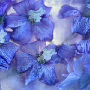 Comment préparer vos plantes Delphinium pour l'hiver