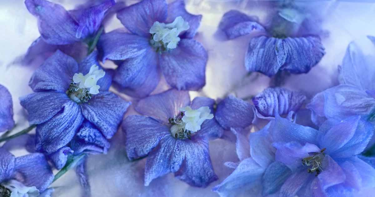 Comment préparer vos plantes Delphinium pour l'hiver