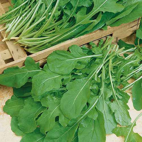 Une image carrée en gros plan des feuilles de roquette roquette fraîchement récoltées.
