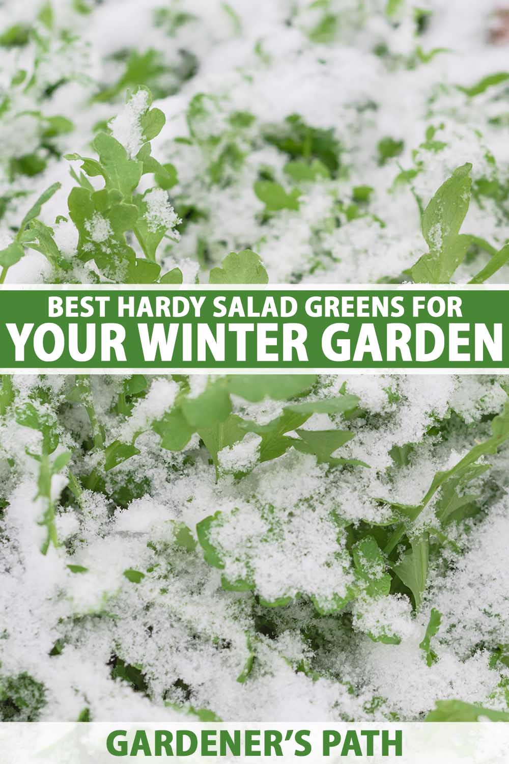Une image verticale en gros plan d'une fusée poussant dans le jardin d'hiver avec une couverture de givre. Au centre et en bas du cadre se trouve un texte imprimé en vert et blanc.