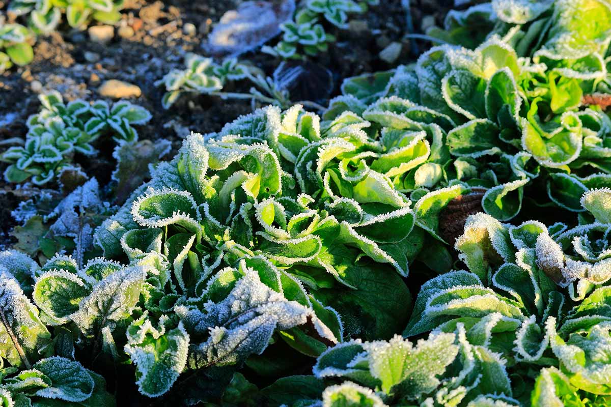 Une image horizontale en gros plan de salades vertes poussant dans le jardin d'hiver avec une légère couche de givre sur les feuilles, représentées sous un soleil léger.