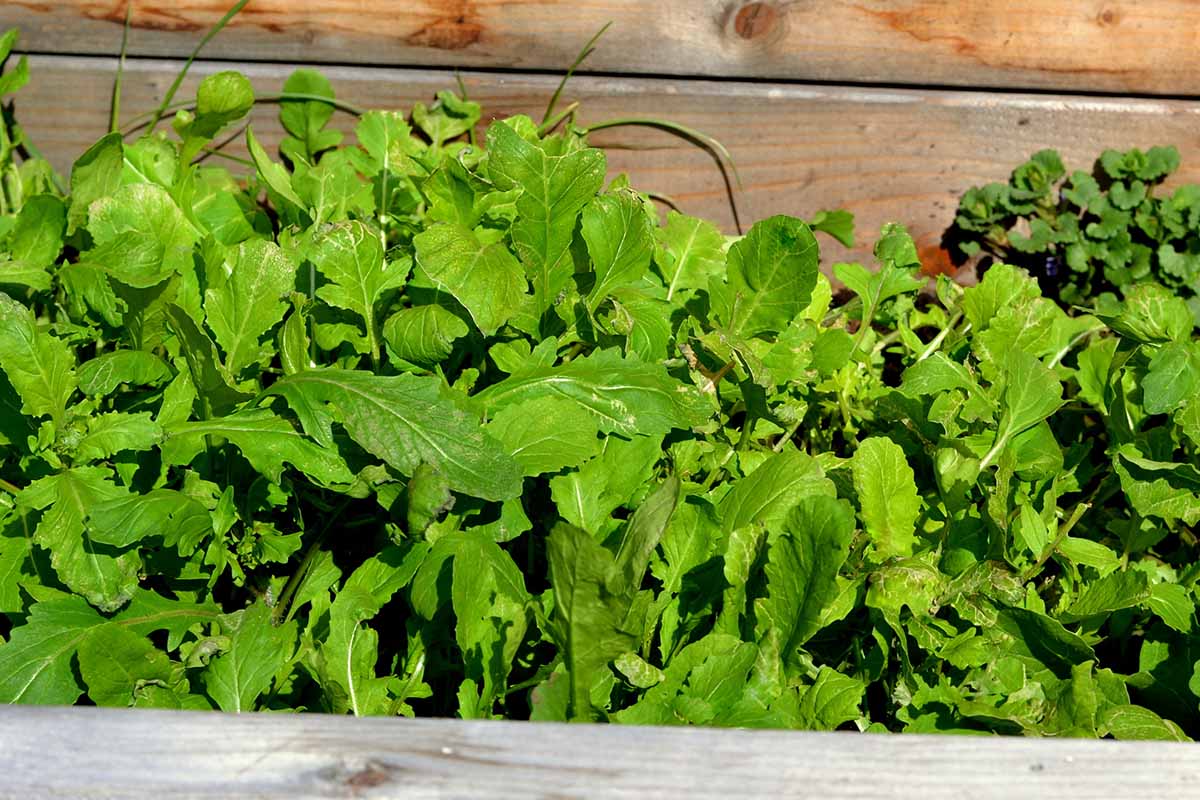 Une image horizontale en gros plan de salades vertes fraîches poussant dans un cadre froid de lit surélevé en bois.