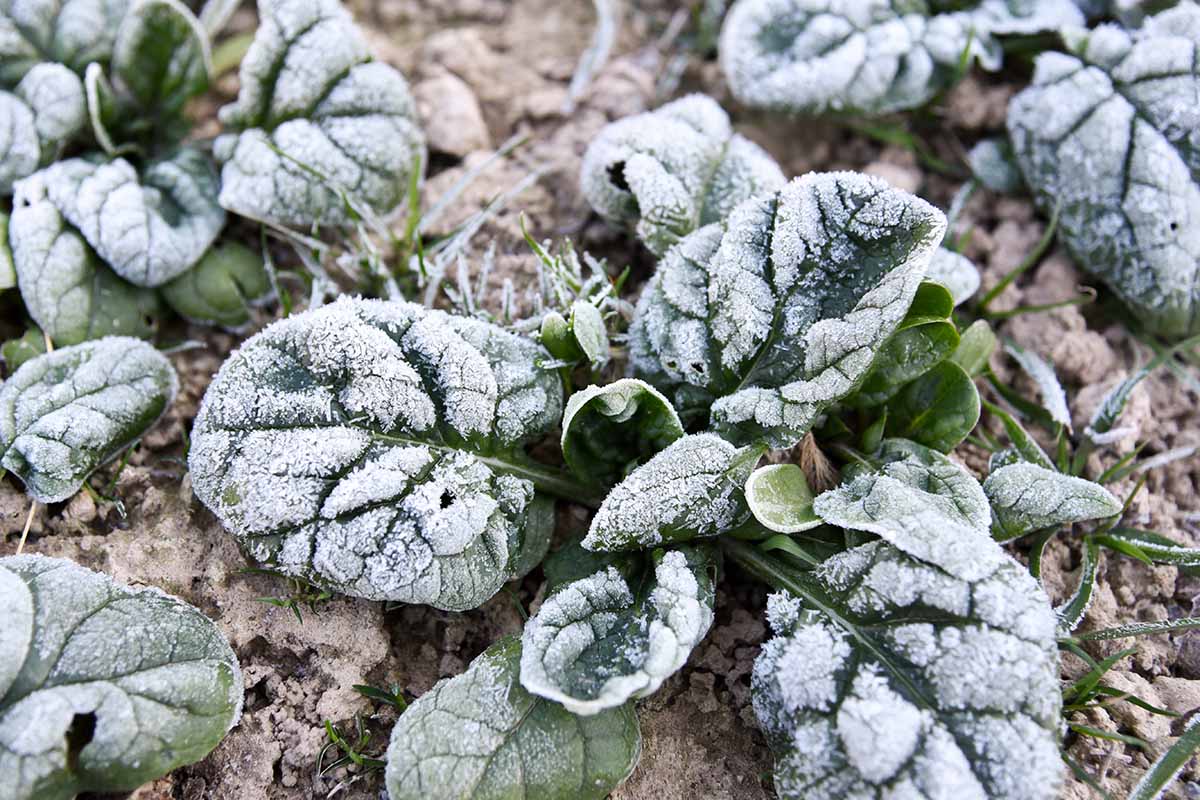 Une image horizontale en gros plan d'épinards poussant dans le jardin recouvert d'une légère couche de givre.