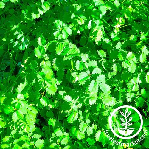 Une image carrée en gros plan de la salade burnet poussant dans le jardin, photographiée sous un soleil éclatant. En bas à droite du cadre se trouve un logo circulaire blanc avec du texte.