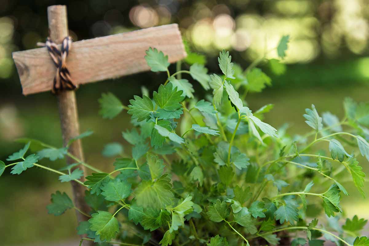 Une image horizontale en gros plan de la pimprenelle de salade poussant dans le jardin, représentée sur un fond flou.