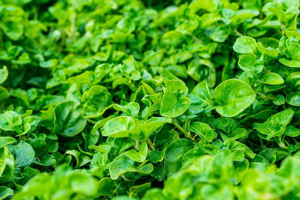 Une image horizontale en gros plan de cresson poussant dans le jardin.
