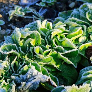 7 des meilleures salades vertes rustiques pour les jardins d'hiver