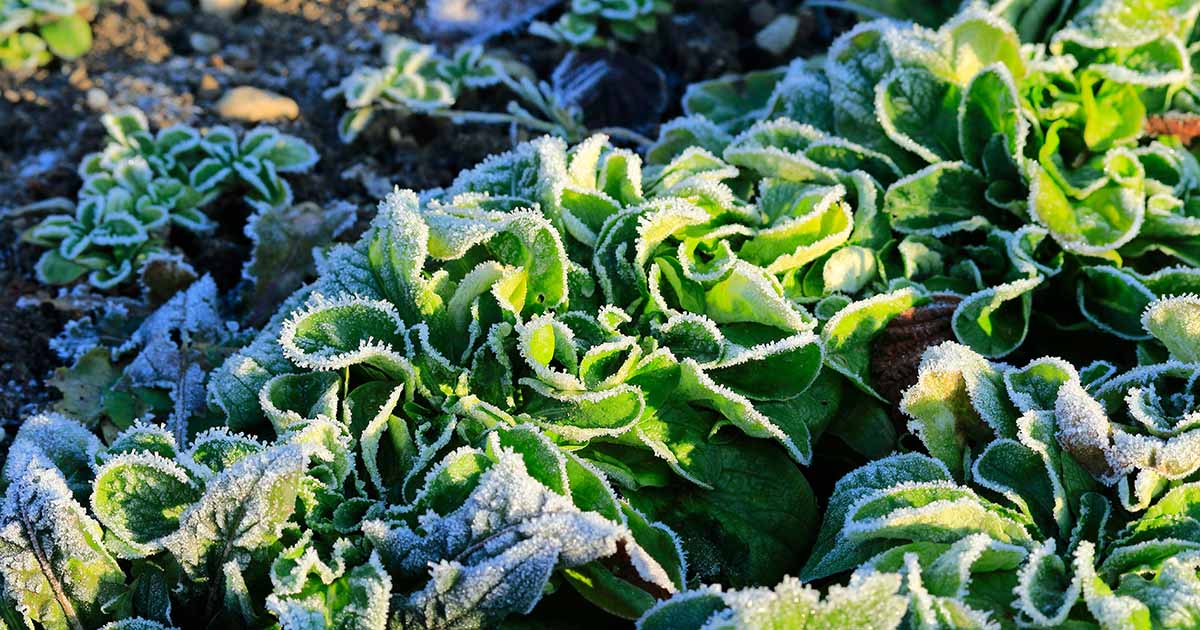 7 des meilleures salades vertes rustiques pour les jardins d'hiver