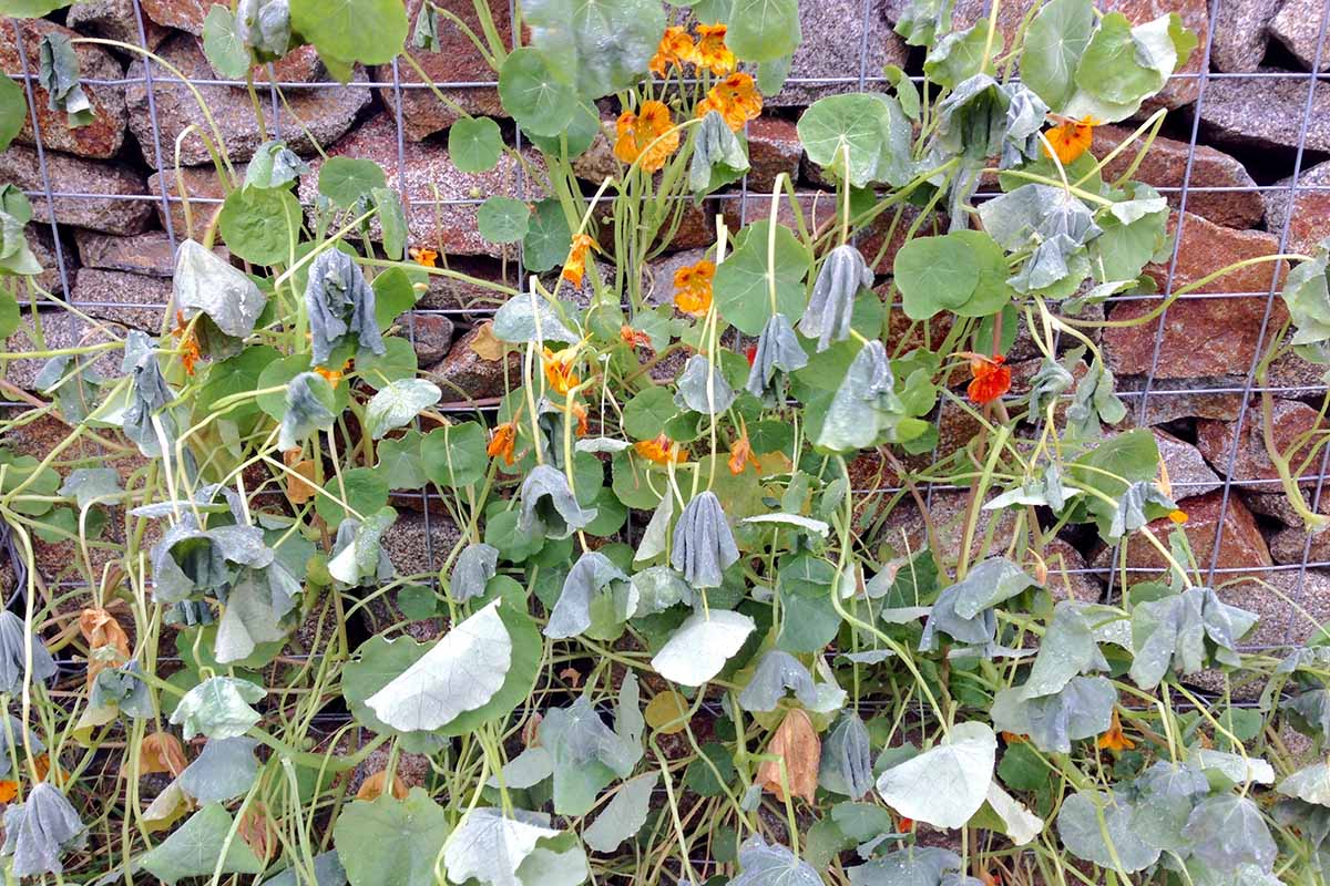 Une plante Tropaeolum majus poussant sur un treillis métallique sur un mur de pierre. La plante souffre des dégâts dus au gel, avec des fleurs et des feuilles flétries et mourantes.