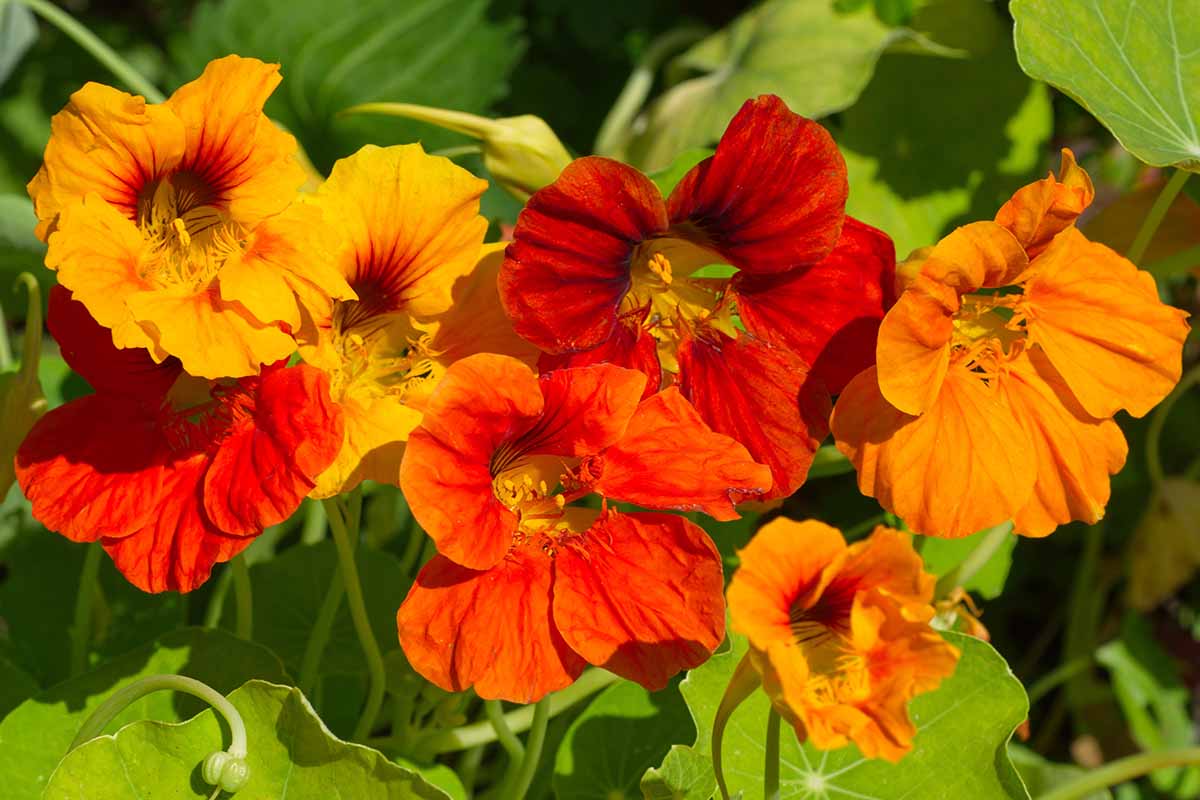 Un gros plan de fleurs de capucine rouge vif et orange sous un soleil éclatant sur un fond doux.