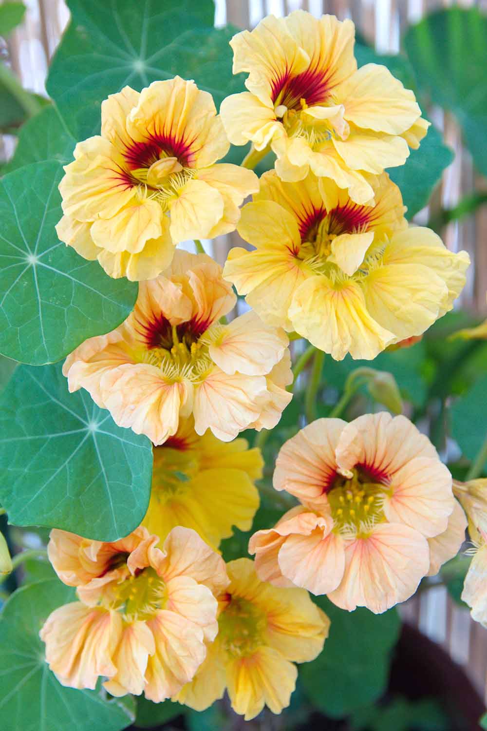 Une image verticale de fleurs de Tropaeolum majus jaune vif avec un centre rouge foncé, contrastant avec les grandes feuilles vertes plates sur un fond flou.